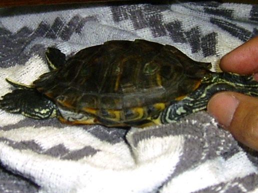 �T�o�J�����`�ʐ^�ҁi�~�h���K���̎ʐ^�j�`�Ȃ�j�v���g�o