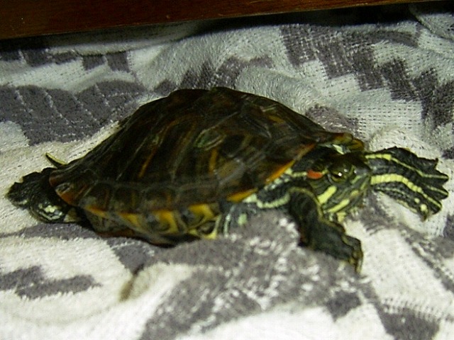 �T�o�J�����`�ʐ^�ҁi�~�h���K���̎ʐ^�j�`�Ȃ�j�v���g�o