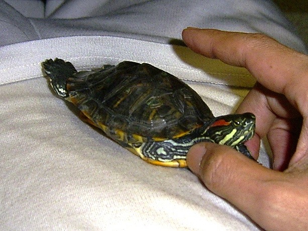 �T�o�J�����`�ʐ^�ҁi�~�h���K���̎ʐ^�j�`�Ȃ�j�v���g�o