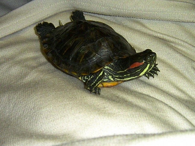 �T�o�J�����`�ʐ^�ҁi�~�h���K���̎ʐ^�j�`�Ȃ�j�v���g�o