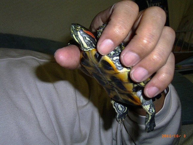 �T�o�J�����`�ʐ^�ҁi�~�h���K���̎ʐ^�j�`�Ȃ�j�v���g�o