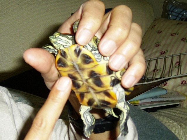 �T�o�J�����`�ʐ^�ҁi�~�h���K���̎ʐ^�j�`�Ȃ�j�v���g�o