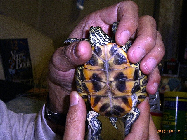 �T�o�J�����`�ʐ^�ҁi�~�h���K���̎ʐ^�j�`�Ȃ�j�v���g�o