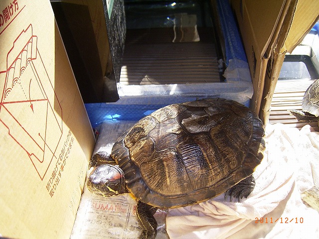 �T�o�J�����`�ʐ^�ҁi�~�h���K���̎ʐ^�j�`�Ȃ�j�v���g�o