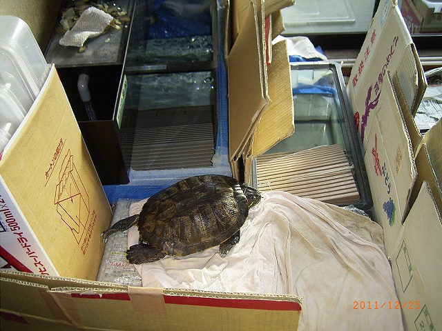 �T�o�J�����`�ʐ^�ҁi�~�h���K���̎ʐ^�j�`�Ȃ�j�v���g�o