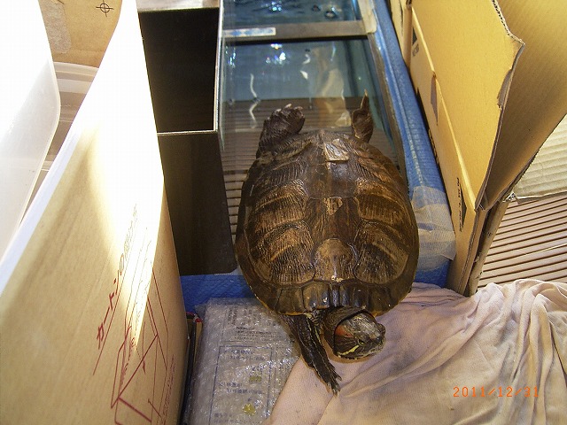 �T�o�J�����`�ʐ^�ҁi�~�h���K���̎ʐ^�j�`�Ȃ�j�v���g�o