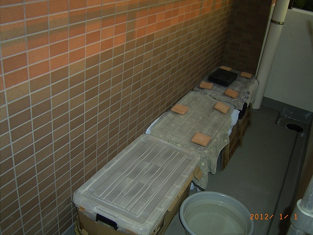 �T�o�J�����`�ʐ^�ҁi�~�h���K���̎ʐ^�j�`�Ȃ�j�v���g�o