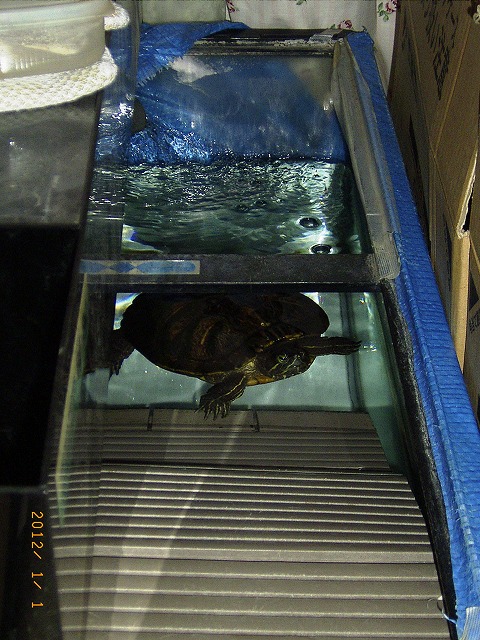 �T�o�J�����`�ʐ^�ҁi�~�h���K���̎ʐ^�j�`�Ȃ�j�v���g�o