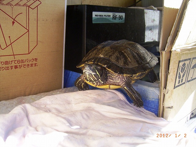 �T�o�J�����`�ʐ^�ҁi�~�h���K���̎ʐ^�j�`�Ȃ�j�v���g�o