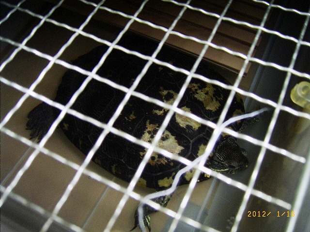 �T�o�J�����`�ʐ^�ҁi�~�h���K���̎ʐ^�j�`�Ȃ�j�v���g�o