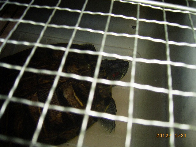 �T�o�J�����`�ʐ^�ҁi�~�h���K���̎ʐ^�j�`�Ȃ�j�v���g�o