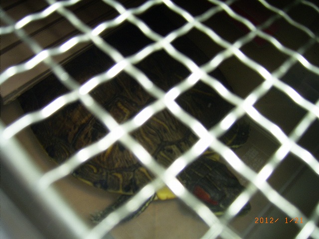 �T�o�J�����`�ʐ^�ҁi�~�h���K���̎ʐ^�j�`�Ȃ�j�v���g�o