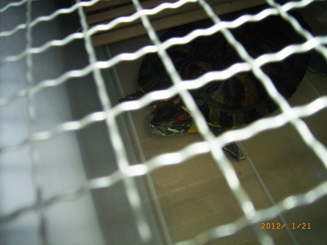 �T�o�J�����`�ʐ^�ҁi�~�h���K���̎ʐ^�j�`�Ȃ�j�v���g�o