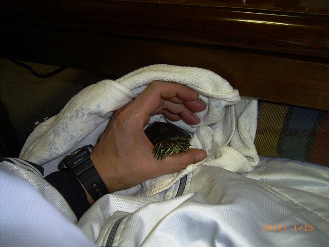 �T�o�J�����`�ʐ^�ҁi�~�h���K���̎ʐ^�j�`�Ȃ�j�v���g�o