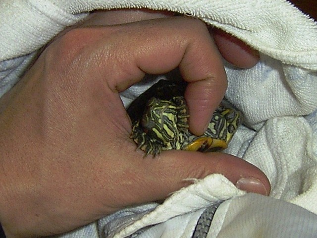 �T�o�J�����`�ʐ^�ҁi�~�h���K���̎ʐ^�j�`�Ȃ�j�v���g�o