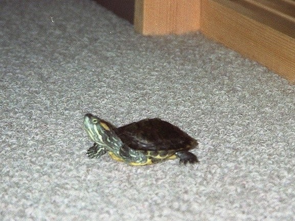 �T�o�J�����`�ʐ^�ҁi�~�h���K���̎ʐ^�j�`�Ȃ�j�v���g�o