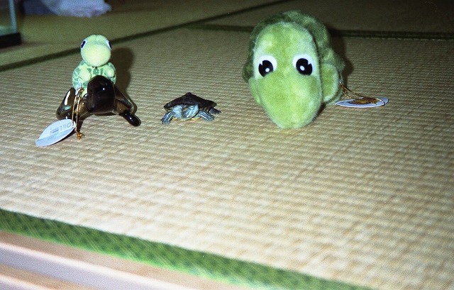 �T�o�J�����`�ʐ^�ҁi�~�h���K���̎ʐ^�j�`�Ȃ�j�v���g�o