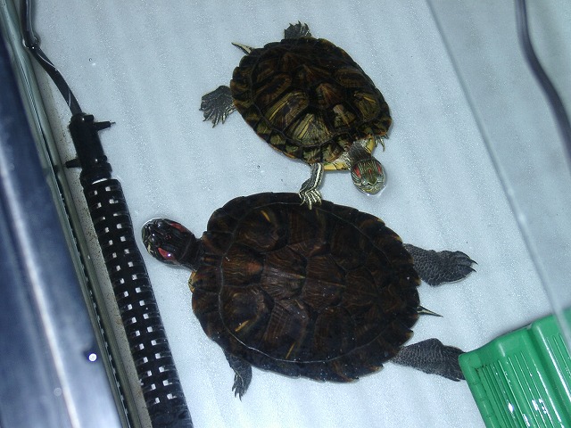 �T�o�J�����`�ʐ^�ҁi�~�h���K���̎ʐ^�j�`�Ȃ�j�v���g�o