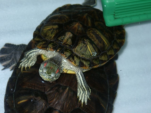 �T�o�J�����`�ʐ^�ҁi�~�h���K���̎ʐ^�j�`�Ȃ�j�v���g�o