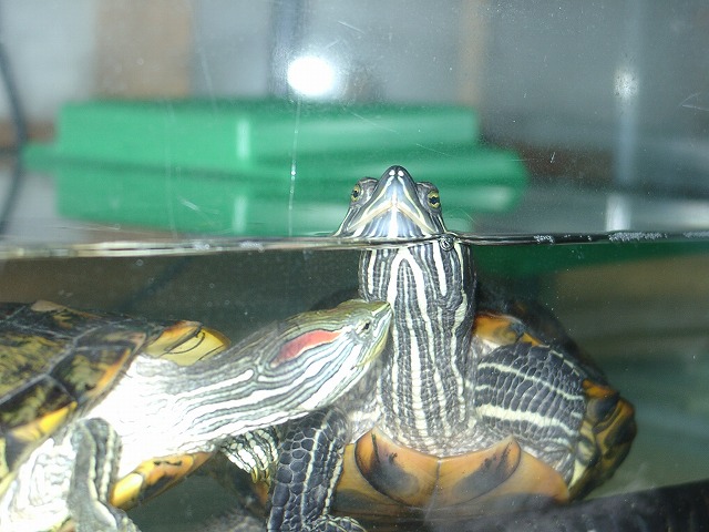 �T�o�J�����`�ʐ^�ҁi�~�h���K���̎ʐ^�j�`�Ȃ�j�v���g�o