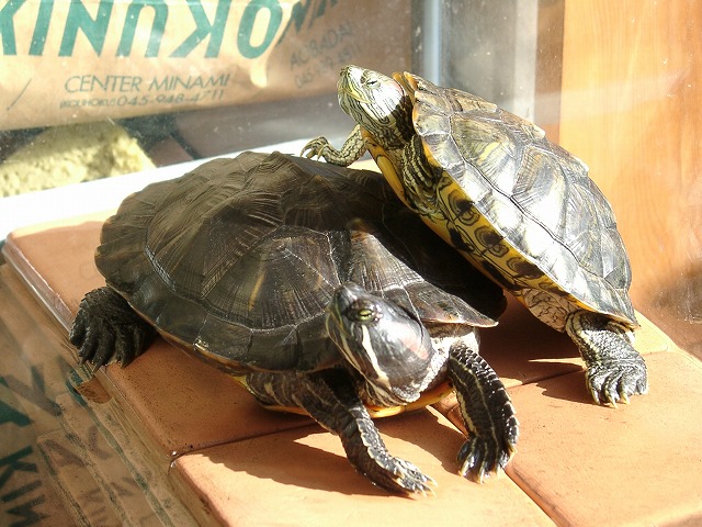 �T�o�J�����`�ʐ^�ҁi�~�h���K���̎ʐ^�j�`�Ȃ�j�v���g�o