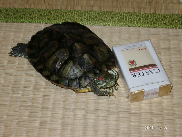 �T�o�J�����`�ʐ^�ҁi�~�h���K���̎ʐ^�j�`�Ȃ�j�v���g�o