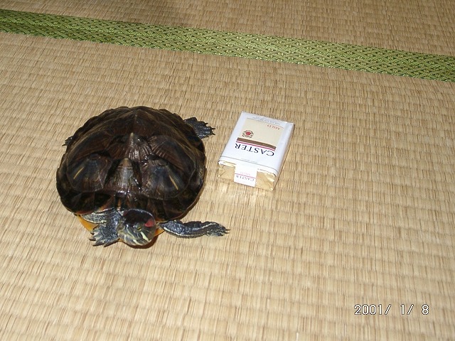 �T�o�J�����`�ʐ^�ҁi�~�h���K���̎ʐ^�j�`�Ȃ�j�v���g�o