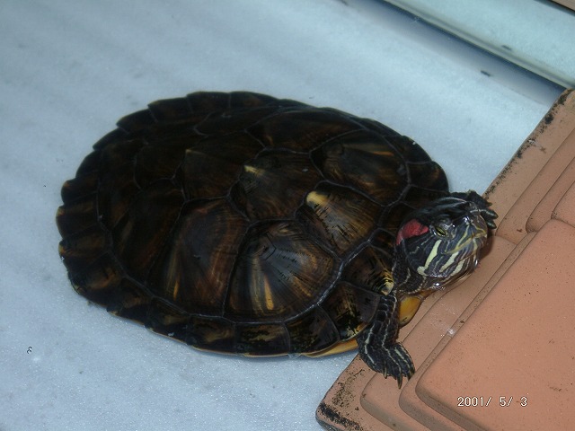 �T�o�J�����`�ʐ^�ҁi�~�h���K���̎ʐ^�j�`�Ȃ�j�v���g�o