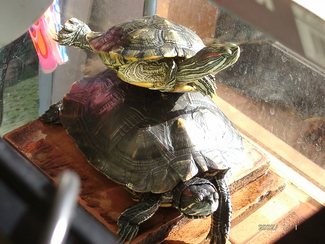 �T�o�J�����`�ʐ^�ҁi�~�h���K���̎ʐ^�j�`�Ȃ�j�v���g�o