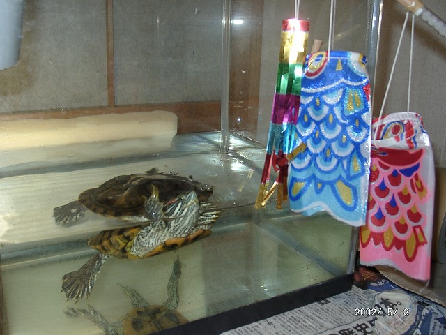 �T�o�J�����`�ʐ^�ҁi�~�h���K���̎ʐ^�j�`�Ȃ�j�v���g�o