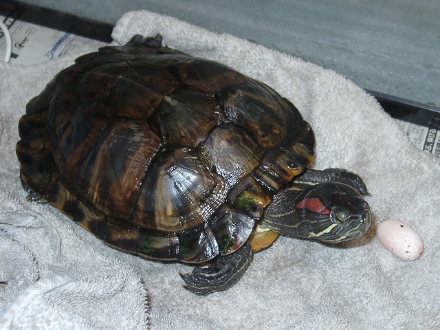 �T�o�J�����`�ʐ^�ҁi�~�h���K���̎ʐ^�j�`�Ȃ�j�v���g�o