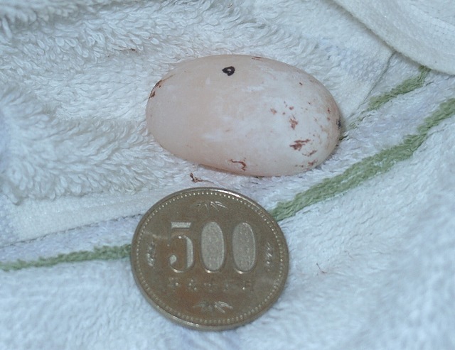 �T�o�J�����`�ʐ^�ҁi�~�h���K���̎ʐ^�j�`�Ȃ�j�v���g�o