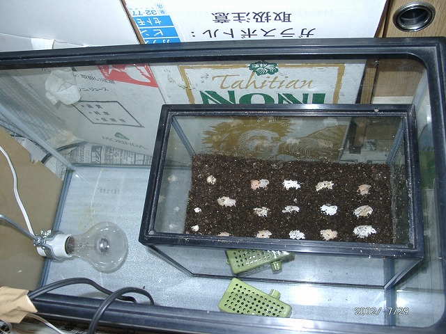 �T�o�J�����`�ʐ^�ҁi�~�h���K���̎ʐ^�j�`�Ȃ�j�v���g�o