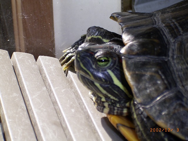 �T�o�J�����`�ʐ^�ҁi�~�h���K���̎ʐ^�j�`�Ȃ�j�v���g�o