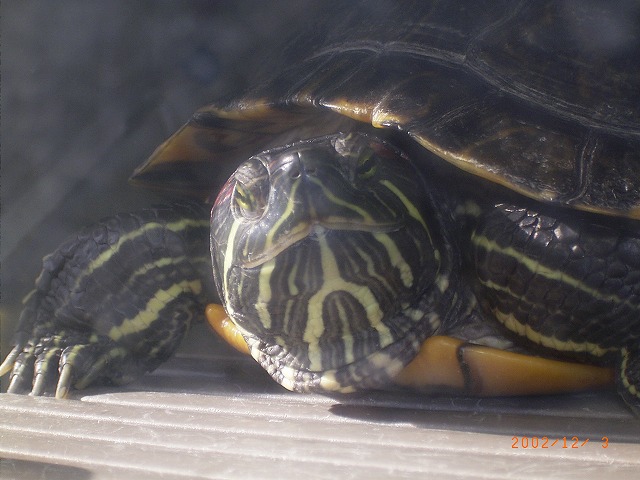 �T�o�J�����`�ʐ^�ҁi�~�h���K���̎ʐ^�j�`�Ȃ�j�v���g�o