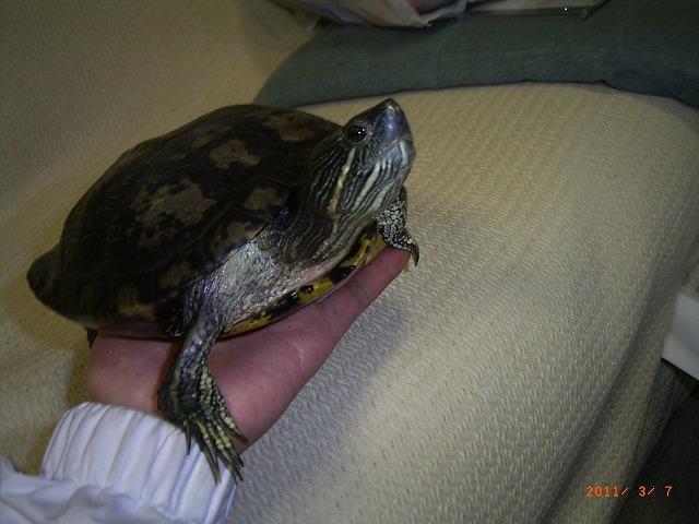 �T�o�J�����`�ʐ^�ҁi�~�h���K���̎ʐ^�j�`�Ȃ�j�v���g�o