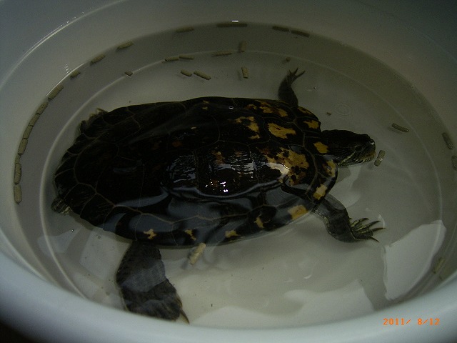 �T�o�J�����`�ʐ^�ҁi�~�h���K���̎ʐ^�j�`�Ȃ�j�v���g�o