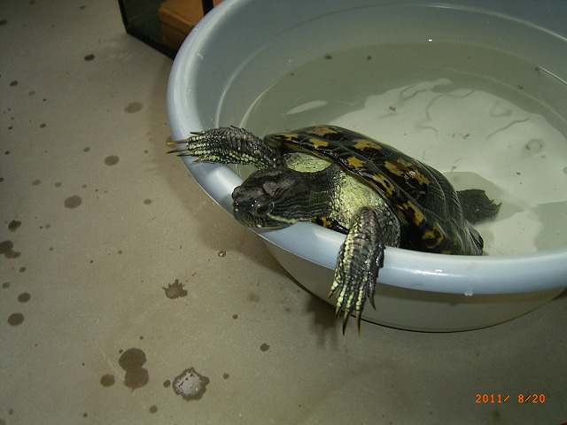 �T�o�J�����`�ʐ^�ҁi�~�h���K���̎ʐ^�j�`�Ȃ�j�v���g�o