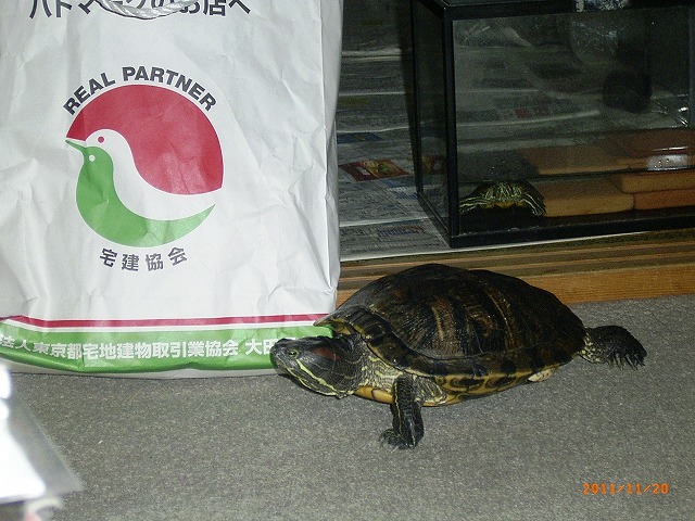 �T�o�J�����`�ʐ^�ҁi�~�h���K���̎ʐ^�j�`�Ȃ�j�v���g�o