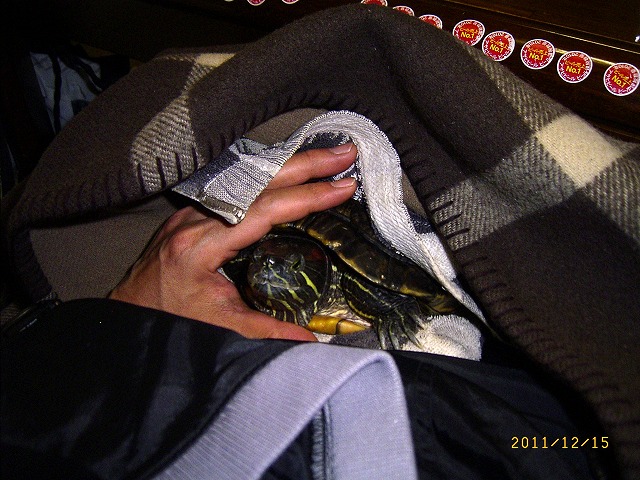 �T�o�J�����`�ʐ^�ҁi�~�h���K���̎ʐ^�j�`�Ȃ�j�v���g�o