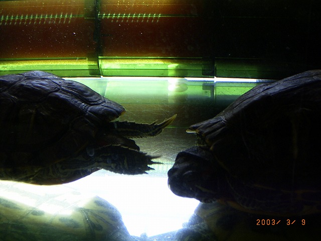 �T�o�J�����`�ʐ^�ҁi�~�h���K���̎ʐ^�j�`�Ȃ�j�v���g�o