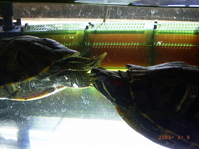 �T�o�J�����`�ʐ^�ҁi�~�h���K���̎ʐ^�j�`�Ȃ�j�v���g�o