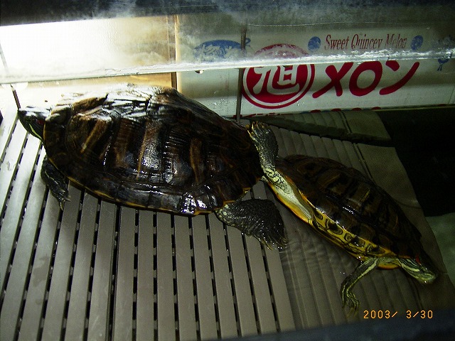 �T�o�J�����`�ʐ^�ҁi�~�h���K���̎ʐ^�j�`�Ȃ�j�v���g�o