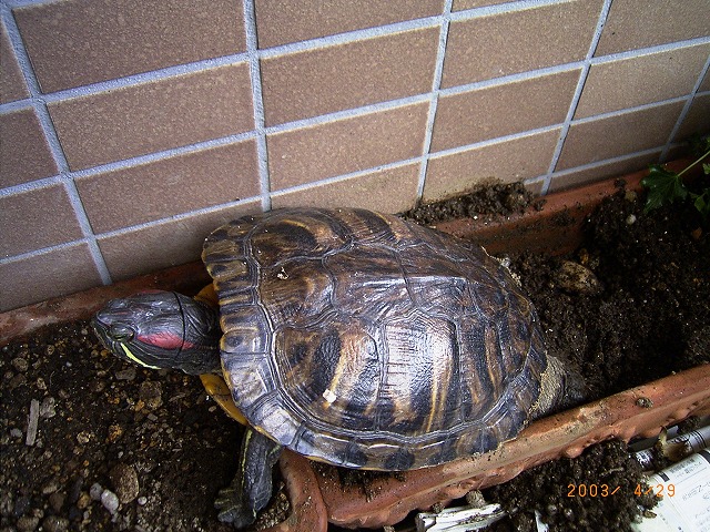 �T�o�J�����`�ʐ^�ҁi�~�h���K���̎ʐ^�j�`�Ȃ�j�v���g�o