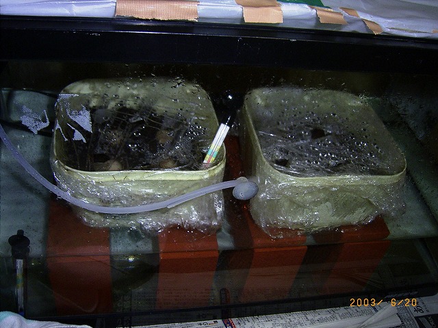 �T�o�J�����`�ʐ^�ҁi�~�h���K���̎ʐ^�j�`�Ȃ�j�v���g�o