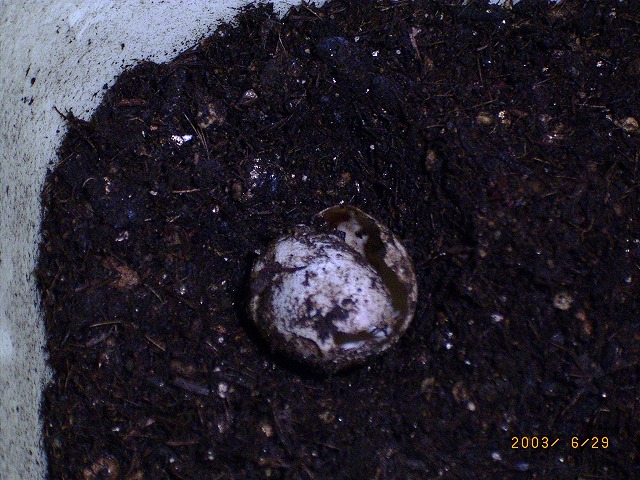 �T�o�J�����`�ʐ^�ҁi�~�h���K���̎ʐ^�j�`�Ȃ�j�v���g�o