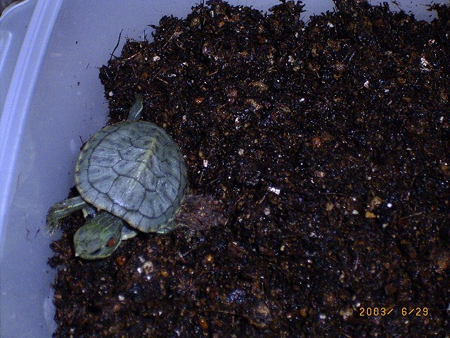 �T�o�J�����`�ʐ^�ҁi�~�h���K���̎ʐ^�j�`�Ȃ�j�v���g�o