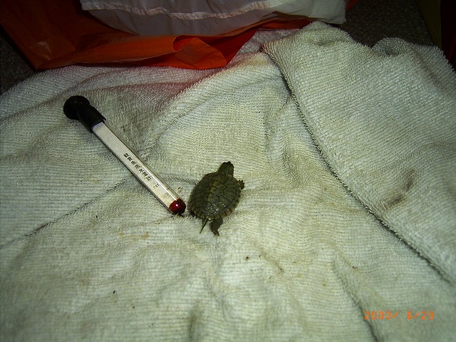 �T�o�J�����`�ʐ^�ҁi�~�h���K���̎ʐ^�j�`�Ȃ�j�v���g�o