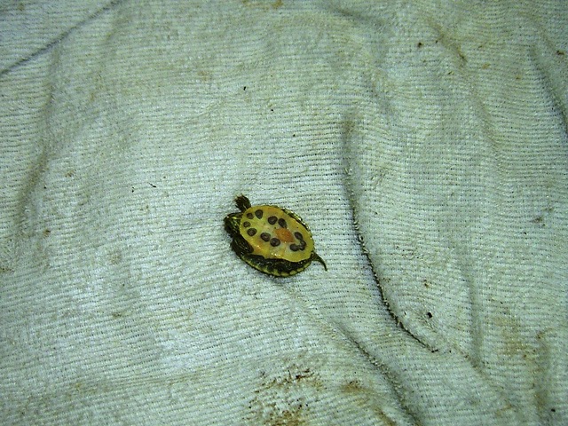 �T�o�J�����`�ʐ^�ҁi�~�h���K���̎ʐ^�j�`�Ȃ�j�v���g�o