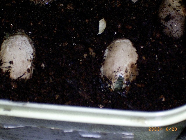 �T�o�J�����`�ʐ^�ҁi�~�h���K���̎ʐ^�j�`�Ȃ�j�v���g�o